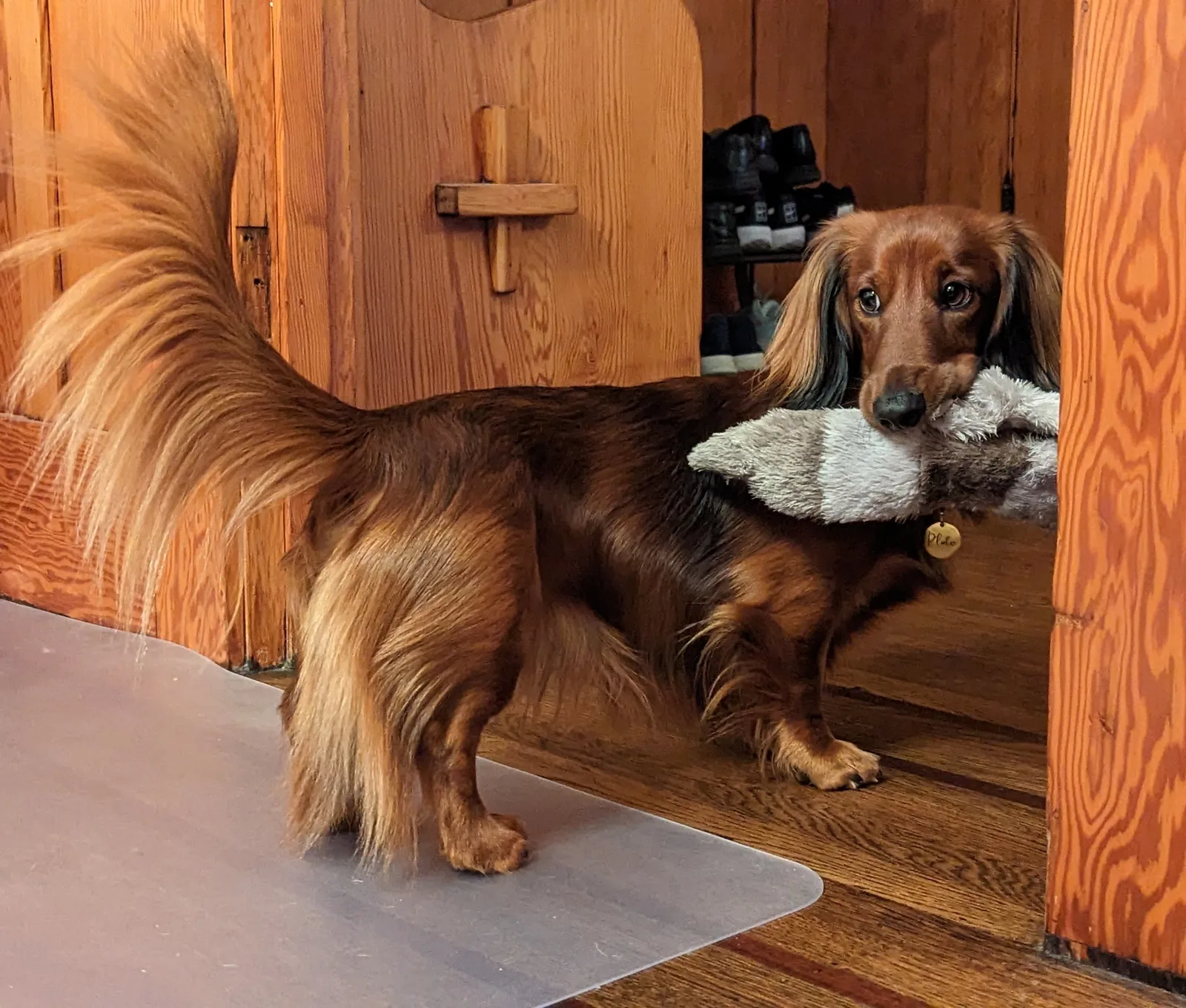 Pluto the Dachshund
